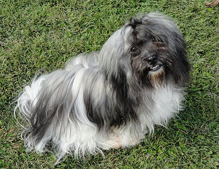 Sunny the Havanese