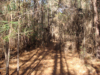 Another trail through the woods