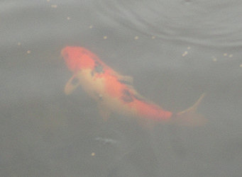 Calico Blackfin-May2013