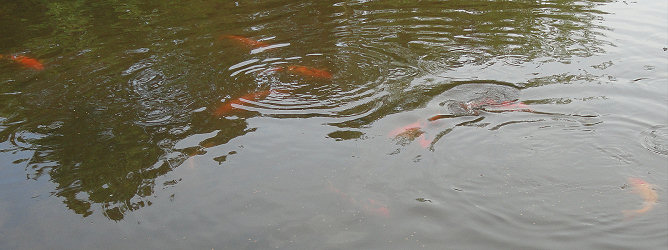 School of 10 or more koi