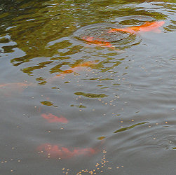 School of Koi