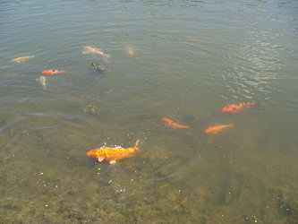 Koi fish, with one turtle
