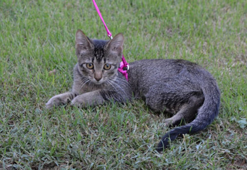 Tiger on leash