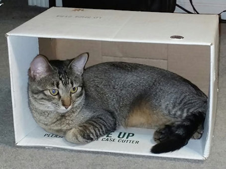 Box kitty