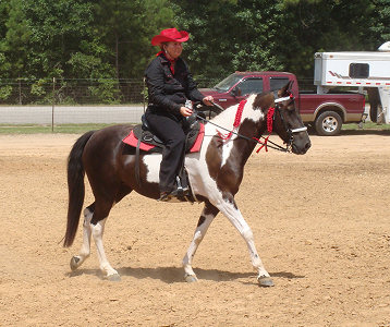 Warming up before the Open Walk/Trot Class