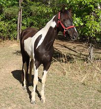 Sugar posing for pictures