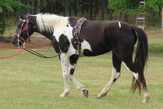 Sugar in training surcingle and bridle