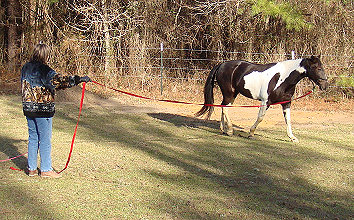 Lunge line work at a walk