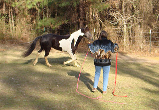 Lunge line trotting