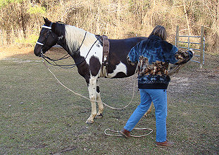 Tacking up for some line driving