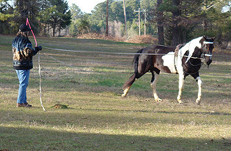 She's lunging, but with driving reins, in a circle