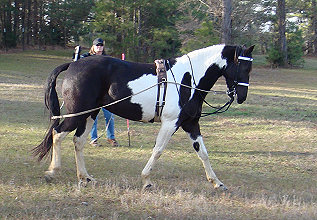 A combination of lungeing and driving